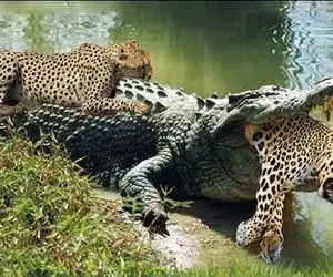 بدایع حیات وحش؛ تمساح سفاک شیر نری که مزاحم آفتاب گرفتن شده بود رو جرواجر کرد