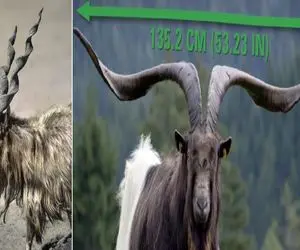 فرآوری گوسفند؛ شاخ گوسفنده 320 کیلویی دو متر رو هوا فر خورده گردنش خم شده