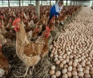 فرآوری مرغ؛ پرورش مرغ برای تجارت پرسود تخم مرغ در یک مزرعه ارگانیک