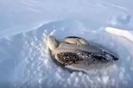 معماری طبیعت؛ اردک تو برف یخ زده با چکش میزنه تو سرش زنده میشه