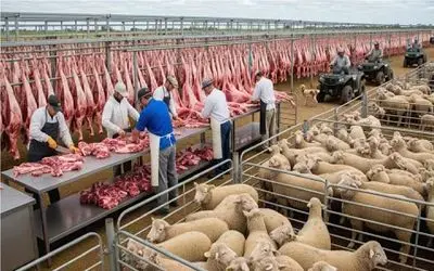 فرآوری گوسفند؛ ماشین‌آلات عظیم الجثه با قابلیت پردازش هفتگی نیم میلیون گوسفند