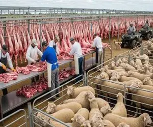 فرآوری گوسفند؛ ماشین‌آلات عظیم الجثه با قابلیت پردازش هفتگی نیم میلیون گوسفند