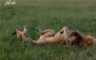 طنز حیات وحش؛ حیوون ریزه با دم شیر بازی میکنه / مصداق بارز کرم از خوده درخته