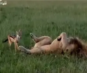 طنز حیات وحش؛ حیوون ریزه با دم شیر بازی میکنه / مصداق بارز کرم از خوده درخته