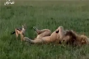 طنز حیات وحش؛ حیوون ریزه با دم شیر بازی میکنه / مصداق بارز کرم از خوده درخته