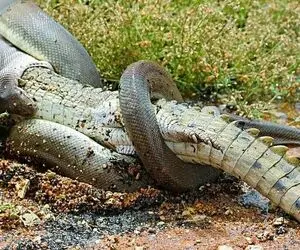 بدایع حیات وحش؛ پیتول غول جثه تمساح رو با اون پوست ضمختش درسته بلعید گلوش جر نخوره