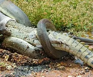 بدایع حیات وحش؛ پیتول غول جثه تمساح رو با اون پوست ضمختش درسته بلعید گلوش جر نخوره