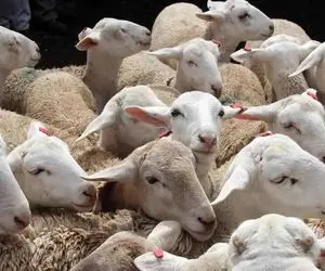 (جدول) قیمت دام زنده امروز ۱۷ بهمن ۱۴۰۳/ گوسفند در استان اصفهان چقدر شد؟