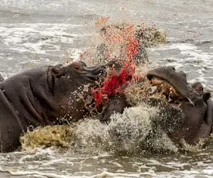 شاهکار حیات وحش / اسب‌های آبی با آرواره‌های قدرتمند درگیر نبرد با کروکودیل‌ها