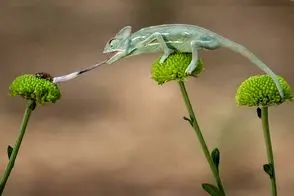 دیدنی های راز بقا؛ حقه‌بازترین جانوران که سر همه رو کلاه میذارن؛ حواست باشه رکب نخوری