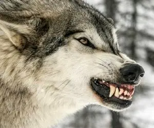 (ویدیو) حمله وحشتناک گرگ گرسنه به خانم معلم خلخالی