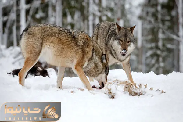 از جذابیت های حیات وحش