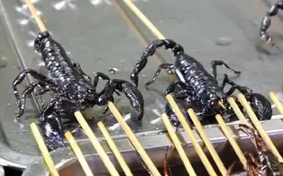 غذای خیابانی؛ تو چین عقرب زنده، حشرات و چنگال ببر رو به طرز وقیحی میخورن جل الخالق