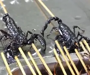 غذای خیابانی؛ تو چین عقرب زنده، حشرات و چنگال ببر رو به طرز وقیحی میخورن جل الخالق