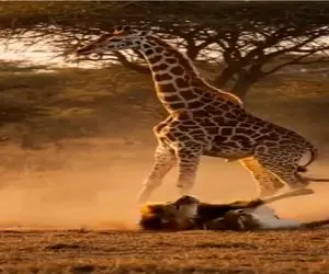 شاهکار حیات وحش / زرافه دراز ناز با لگد بروسلی شیر را به حضیض ذلت کوباند