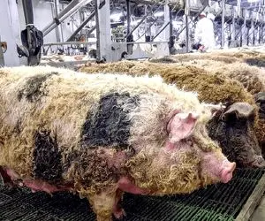 فرآوری خوک؛ دنیای خوک‌های مانگالیتسا، نژاد پشمالوی کمیاب با ارزش سهامی داری