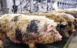 فرآوری خوک؛ دنیای خوکهای مانگالیتسا، نژاد پشمالوی کمیاب با ارزش سهامی داری فرآوری خوک؛ دنیای خوکهای مانگالیتسا، نژاد پشمالوی کمیاب با ارزش سهامی داری