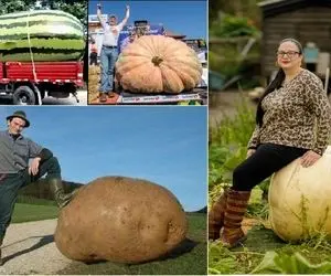 غذای غول پیکر ؛ برداشت بزرگترین میوه‌ها و صیفی‌ جات جهان / چی میدن کدو میشه 1100 کیلو