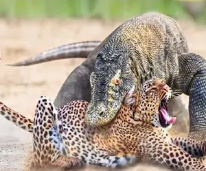 شاهکار حیات وحش؛ اژدهای کومودو چقر دوخم پلنگ مازندران گرفت وسط دشت کوبید زمین