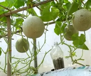 کشاورزی خلاقانه؛ باغچه نداری جاش این مدلی تو گونی خربزه و طالبی بکار محشر میشه