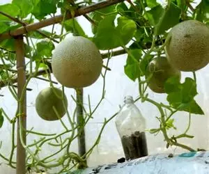 کشاورزی خلاقانه؛ باغچه نداری جاش این مدلی تو گونی خربزه و طالبی بکار محشر میشه