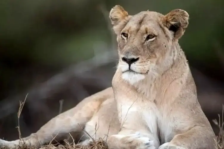 مستند حیات وحش؛ توله شیری که فلج شده و مادرش براش غصه می خوره