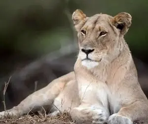 مستند حیات وحش؛ توله شیری که فلج شده و مادرش براش غصه می خوره