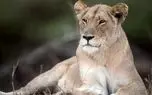 مستند حیات وحش؛ توله شیری که فلج شده و مادرش براش غصه می خوره