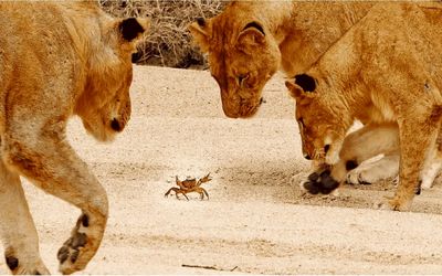 از جذابیت های حیات وحش: یه خرچنگ قُلدُر شیر که سلطان جنگل رو دور سرش چرخوند
