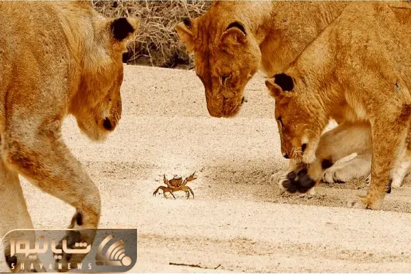 1 Crab Takes on Pride of Lions