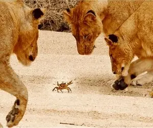 از جذابیت های حیات وحش: یه خرچنگ قُلدُر شیر که سلطان جنگل رو دور سرش چرخوند