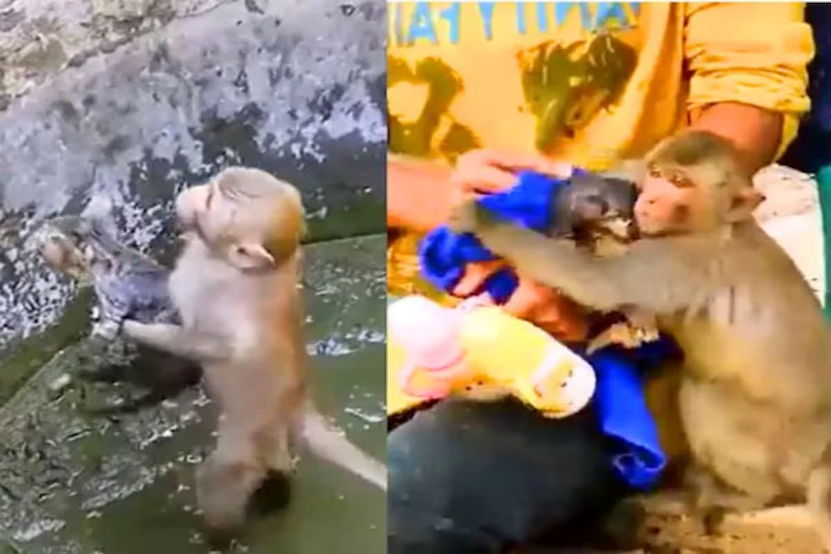از جذابیت‌های حیات وحش؛ گربه تو باتلاق گیرکرد میمون میره کمک بعد نجات محکم بغلش میکنه