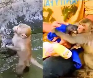 از جذابیت‌های حیات وحش؛ گربه تو باتلاق گیرکرد میمون میره کمک بعد نجات محکم بغلش میکنه