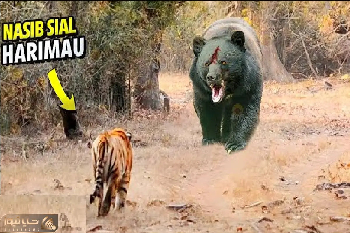 مستند حیات وحش؛ حمله ببر بی‌باک به خرس کاراته کار