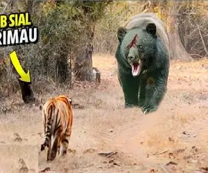 مستند حیات وحش؛ حمله ببر بی‌باک به خرس کاراته کار