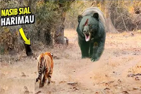 مستند حیات وحش؛ حمله ببر بی‌باک به خرس کاراته کار