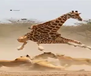 حیات وحش مصنوعی / زرافه دراز ناز با روح بروسلی دمار از روزگار شیرها درآورد