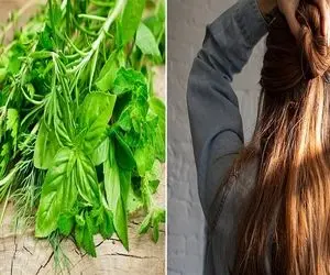 گیاه هایی که برای رشد مو خوب است / تو یه ماه با معجزه ی اینا گیسو کمند آقاییتون شو