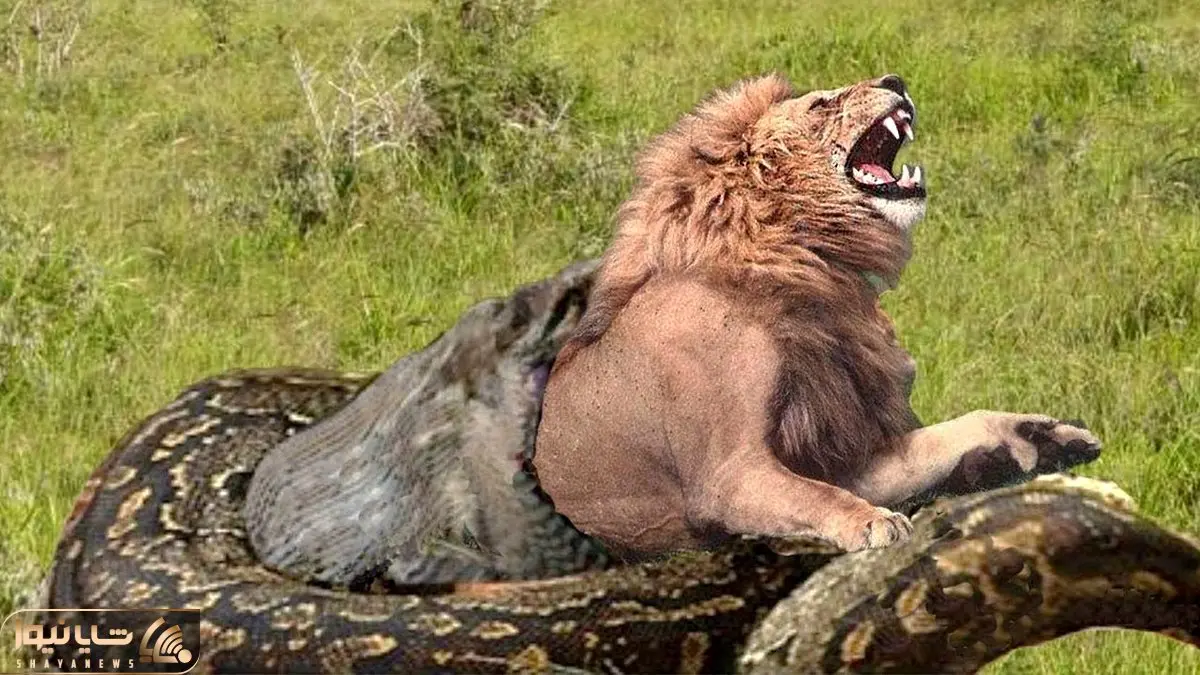از جذابیت های حیات وحش؛ وقتی که درندگان وحشی در جدال با پیتون بد به فنا رفتن