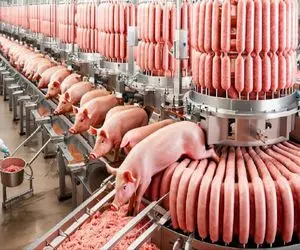فرآوری خوک؛ خوک قلمبه حرومی صورتی و درسته میندازه تو دستگاه سوسیس تحویل میگیره