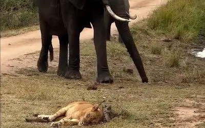 مستند حیات وحش؛ قدم زدن متبخترانه فیل وسط شیرها