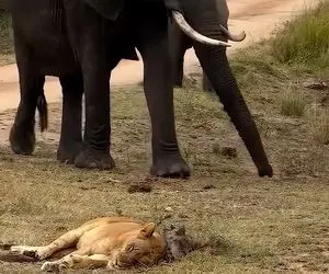 مستند حیات وحش؛ قدم زدن متبخترانه فیل وسط شیرها