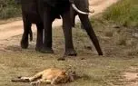 مستند حیات وحش؛ قدم زدن متبخترانه فیل وسط شیرها