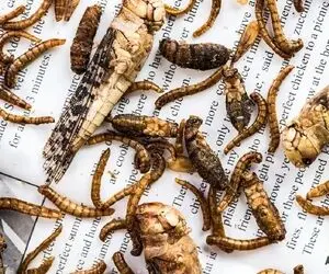 غذای خیابانی؛ چینی ها به هیچ موجود زنده ای رحم نمیکنن سوخاری کیلویی جورواجور میخورن