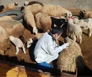 قیمت دام زنده‌ امروز ۲ مرداد ۱۴۰۴ + جدول