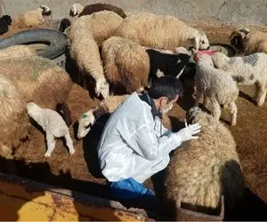 قیمت دام زنده‌ امروز ۲ مرداد ۱۴۰۴ + جدول