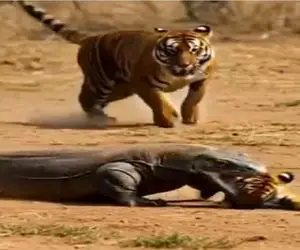 جذابیت حیات وحش / نبرد سهمگین ببر پترن و کومودو غول پیکر برای حراست از فرزند