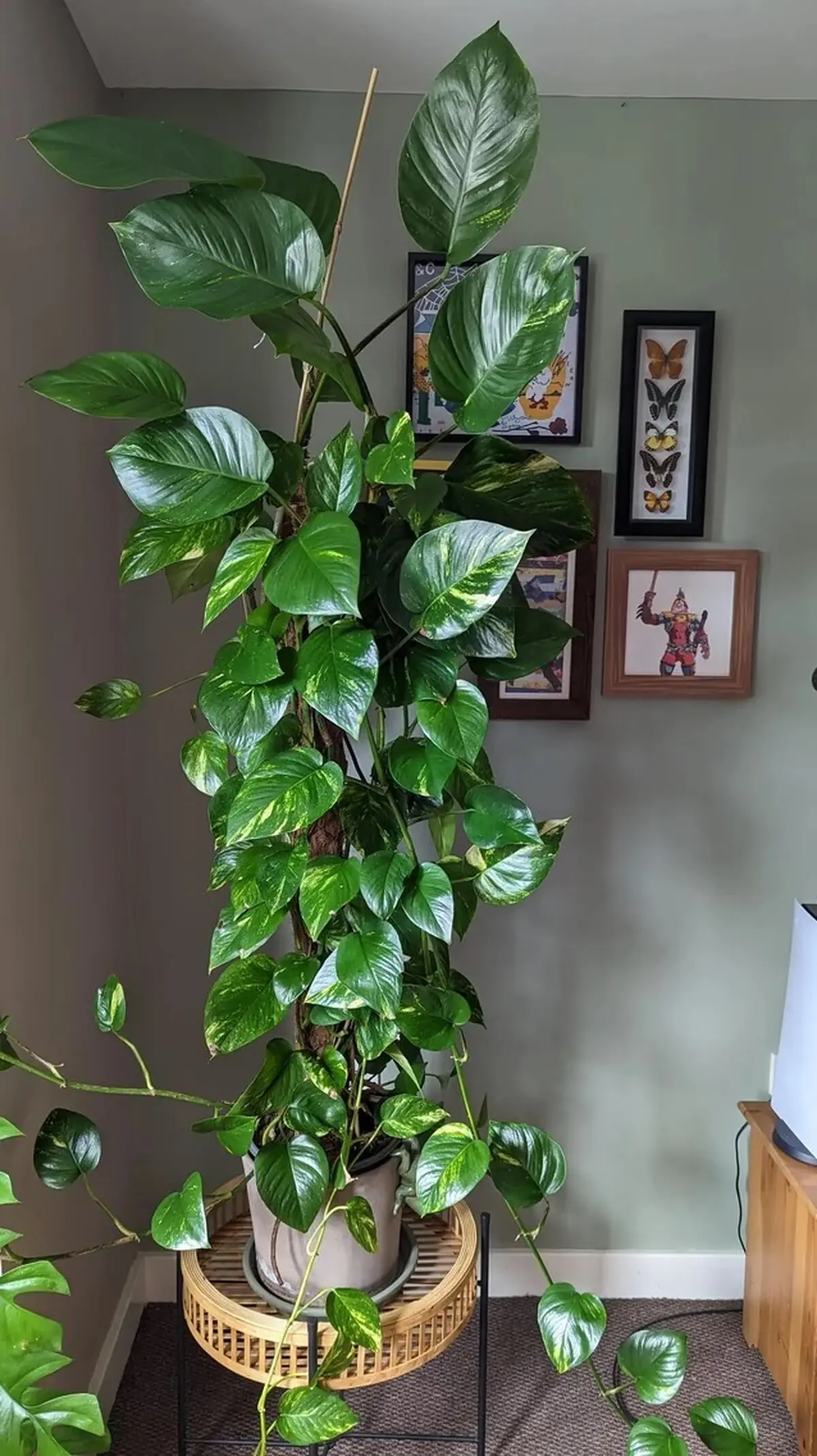 pothos-02