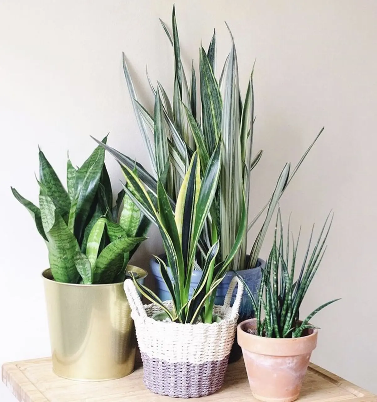 Sansevieria-3