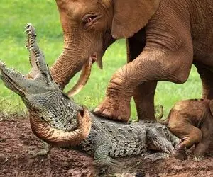 حیات وحش مصنوعی؛ فیل خرطومشو پتک کرد تو سر تمساح متجاوز